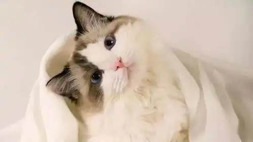 猫咪突然歪头走路是什么原因萌萌的样子,有可能是疾病的症状