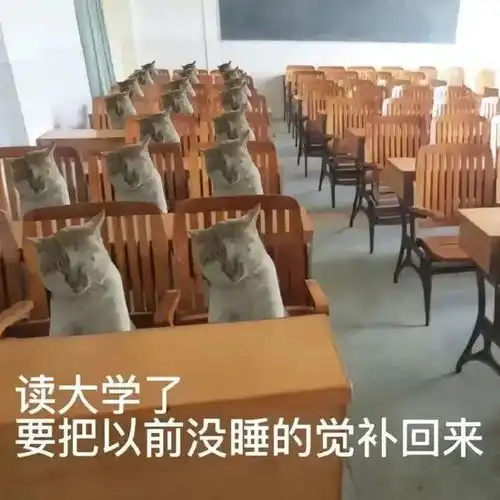 鸡哔你猫咪表情包