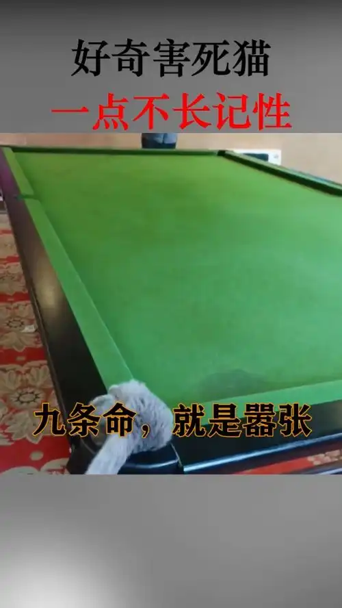 好奇害死猫一点都不长记性