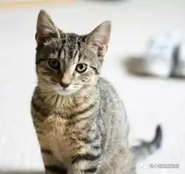 猫咪对主人不衷心真相总是让人为之动容