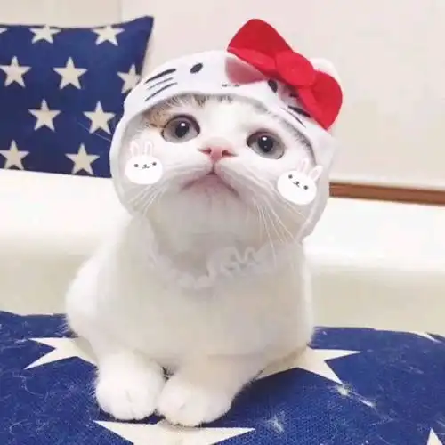 猫咪头像男生代表什么男