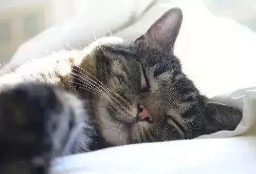 猫咪的微表情透露了它所承受的8种压力,你家主子什么时候压力山大