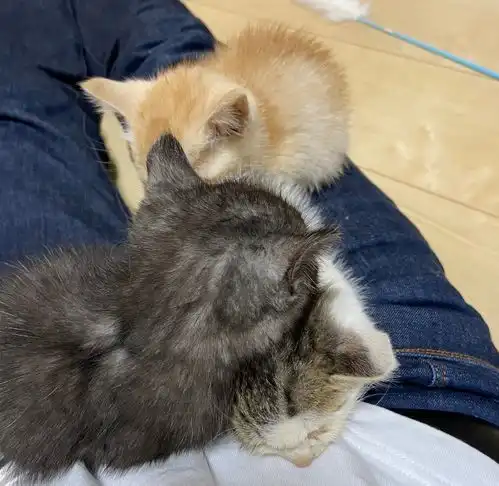 男子半夜回家,却遇2只小猫跑来求助,草里还躲着生病小橘猫