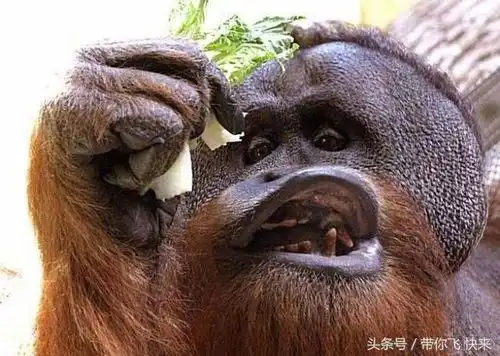 表情包课件ppt动物界
