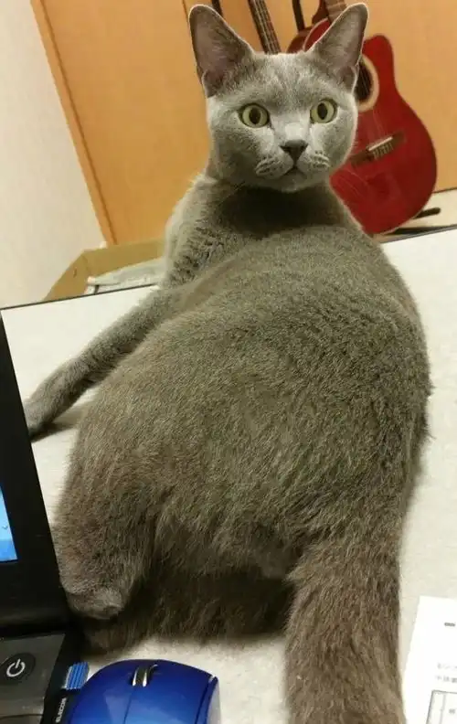 猫咪睡觉时露出羞处,主人好奇摸了一下,接下来的猫表情网友笑喷
