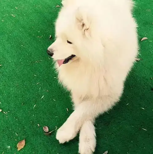 萨摩耶二哈,我的智商遇到了瓶颈