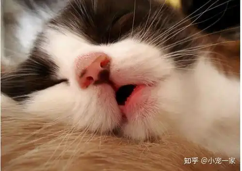 你家猫咪喜欢睡在哪这几个地方,背后的意思都不一样