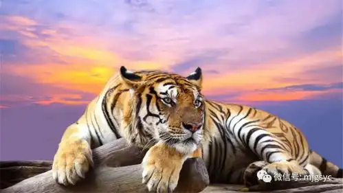 猛虎决战黑豹,究竟谁是百兽之王动物故事