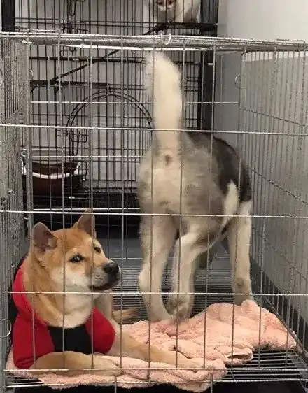 柴犬嫌弃的表情包嫌弃