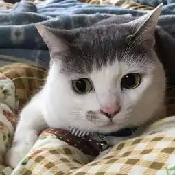 猫咪头像男生代表什么易
