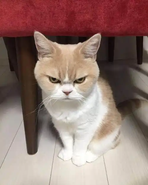 主人忘记给猫带猫粮,家猫得知后露出这表情,网友笑喷摊上事了