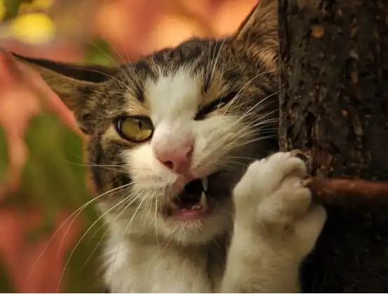 猫咪挑食怎么办,选择正确的处理方法,保证猫咪健康成长