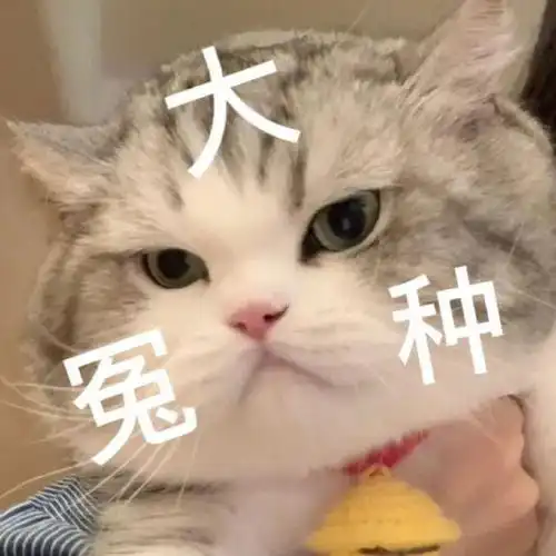 可爱猫猫头表情包