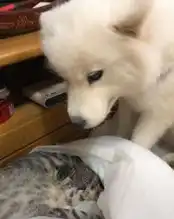 萨摩耶狸花猫情侣头像