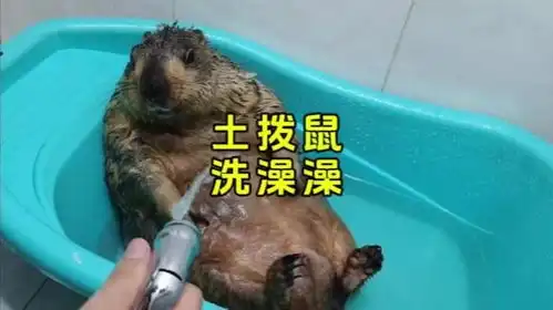 土拨鼠洗澡澡,那叫一个享受