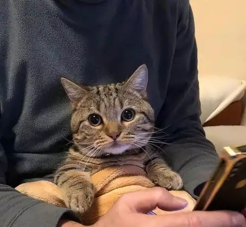 猫咪头像男生代表什么每