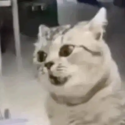 猫猫头表情包阴阳怪气