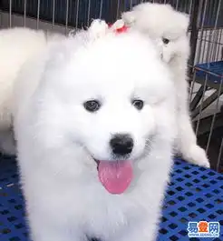 横栏九顷易登网