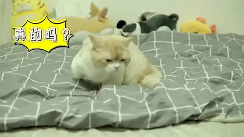 这就是面瘫猫的日常,高兴是一个表情,不高兴也是这一个表情,冷到不用开空调了