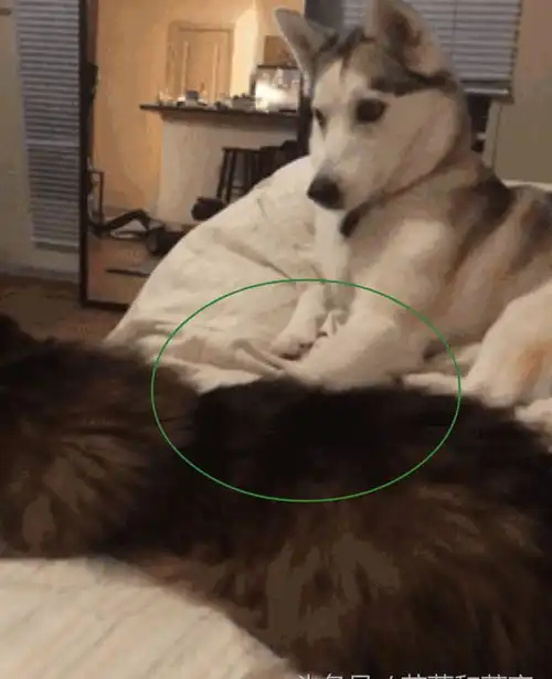 哈士奇看不惯猫咪在床上睡觉,二哈上去就是一脚,表情绝了