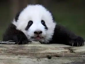 解析熊猫与老虎谁更胜一筹