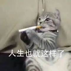 猫咪叫起床表情包