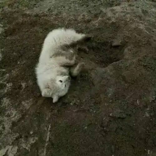 别人家的狗叫雪橇犬,你家的只能叫雪橇三傻