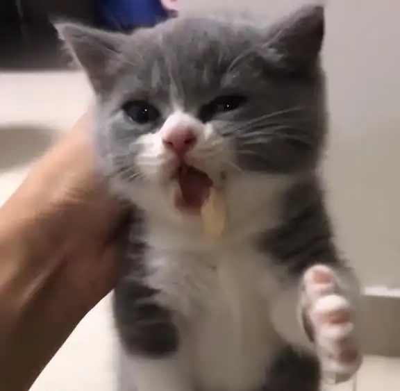 猫咪挨打时为什么不反抗知道真相的我眼泪落下来