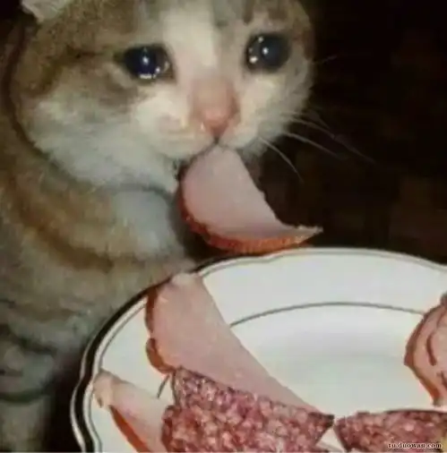 不小心把猫养成了猪怎么办