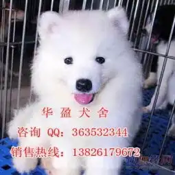 广州哪里有萨摩幼犬纯种健康小萨摩萨摩耶买卖供应商广州华盈狗场繁殖中心