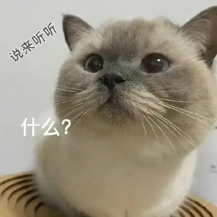 暹罗猫漫画表情包