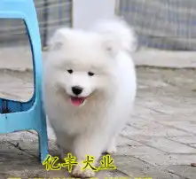 男生抱萨摩耶头像个头
