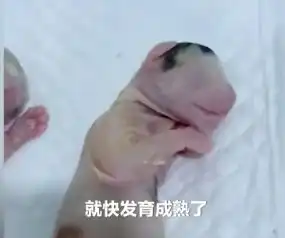 穷是原罪太原男子开水烫怀孕母猫后续,所属公司做出回应