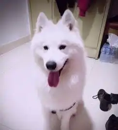 一岁多萨摩耶换泰迪