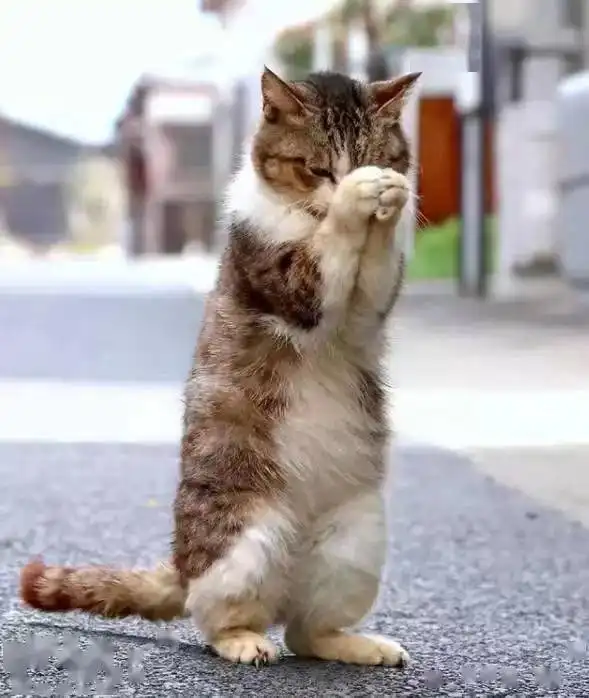 猫猫头表情包抚摸