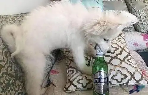 男主让萨摩耶一起喝酒,狗狗叼起就跑,后来的画面让女主哭笑不得
