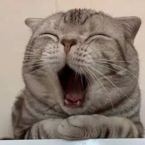 头像君可爱的猫咪情侣头像