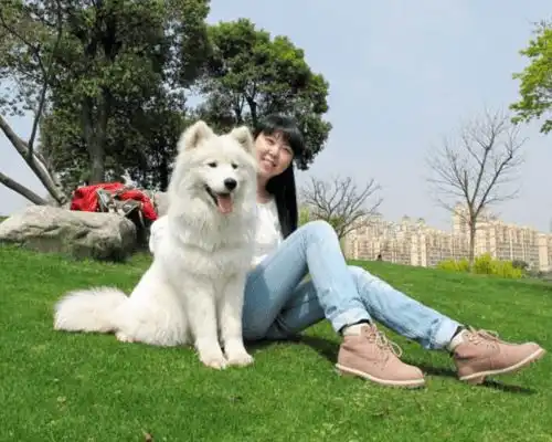 8个月的萨摩耶已经长大,但还是黏着主人要抱抱,结果让人笑喷