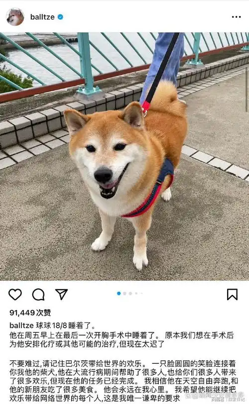 网红柴犬cheems去世,废柴表情包红极一时,网友哀悼