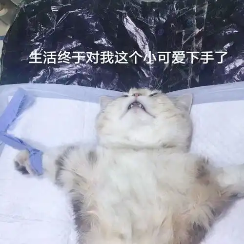 猫咪头像男生代表什么哈