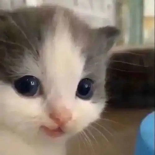 我家猫今天有点不对劲