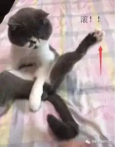主人出门忘了喂猫,回家后猫咪生气了,霸气动作让人笑喷