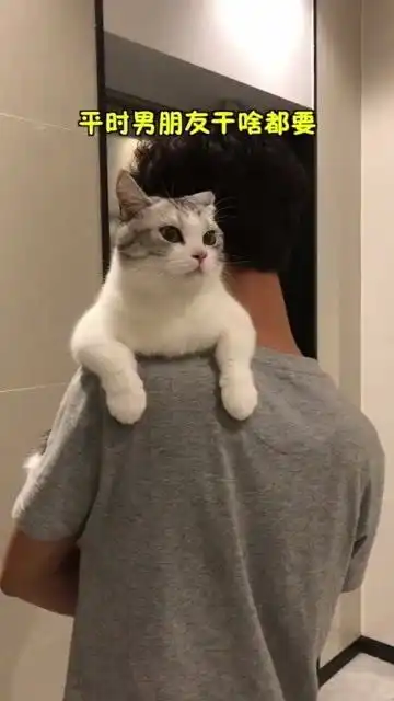 当男朋友带着小猫来接我时不想变成孤家寡人千万不要让男朋友和你的猫单独相处