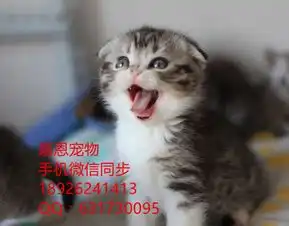 佛山哪里有卖折耳猫多少钱一只折耳猫怎么挑选已做好疫苗驱虫