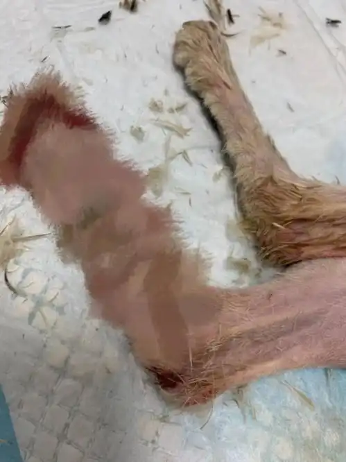 虐猫男子开水浇猫,猫妈妈和4只小猫均死亡构成犯罪吗