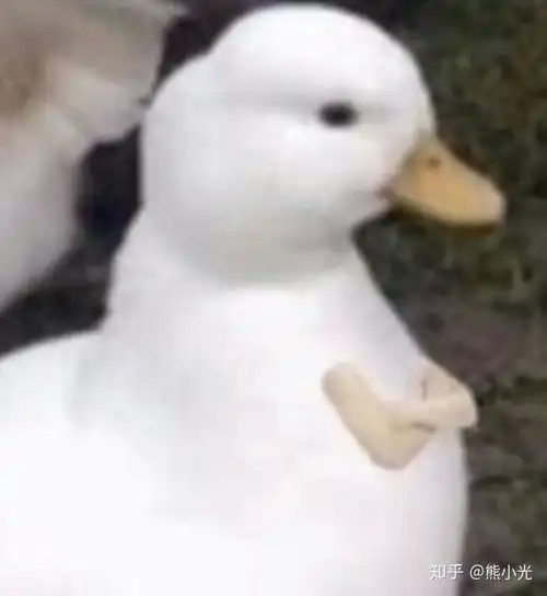 ok动图表情包大蜗牛