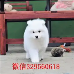 男生抱萨摩耶头像幼犬