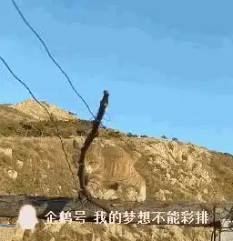 男子晒出橘猫走钢丝绳,网友看后表示不可能这猫是杂技团的
