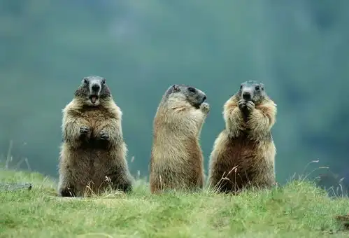 海量门票免费送国庆七天贾汪墨上集神奇动物展来了神兽出没,萌动泉城