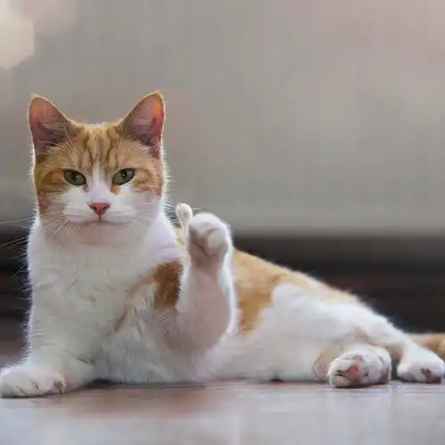 猫咪偷偷抹把泪表情包雪